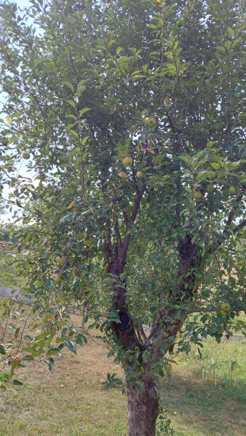 Kuca Za Odmor ,Erdelj 21 B Daire Generalski Stol Dış mekan fotoğraf