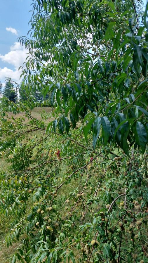Kuca Za Odmor ,Erdelj 21 B Daire Generalski Stol Dış mekan fotoğraf